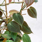 Philodendron Micans - Live Plant in a 4 Inch Growers Pot - Philodendron &