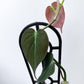 Philodendron Micans Hanging Basket - Live Plant in a 4 Inch Hanging Pot - Philodendron &