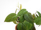Philodendron Micans - Live Plant in a 4 Inch Growers Pot - Philodendron &