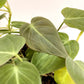 Philodendron Micans - Live Plant in a 4 Inch Growers Pot - Philodendron &