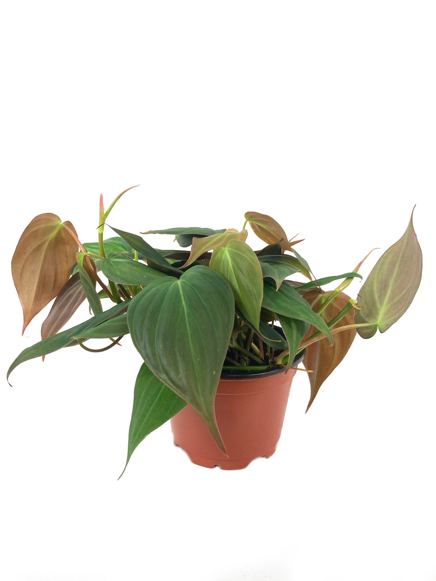 philodendron micans soil mix Philodendron Micans - Live Plant in a 4 Inch Growers Pot