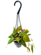 Philodendron Micans Hanging Basket - Live Plant in a 4 Inch Hanging Pot - Philodendron &