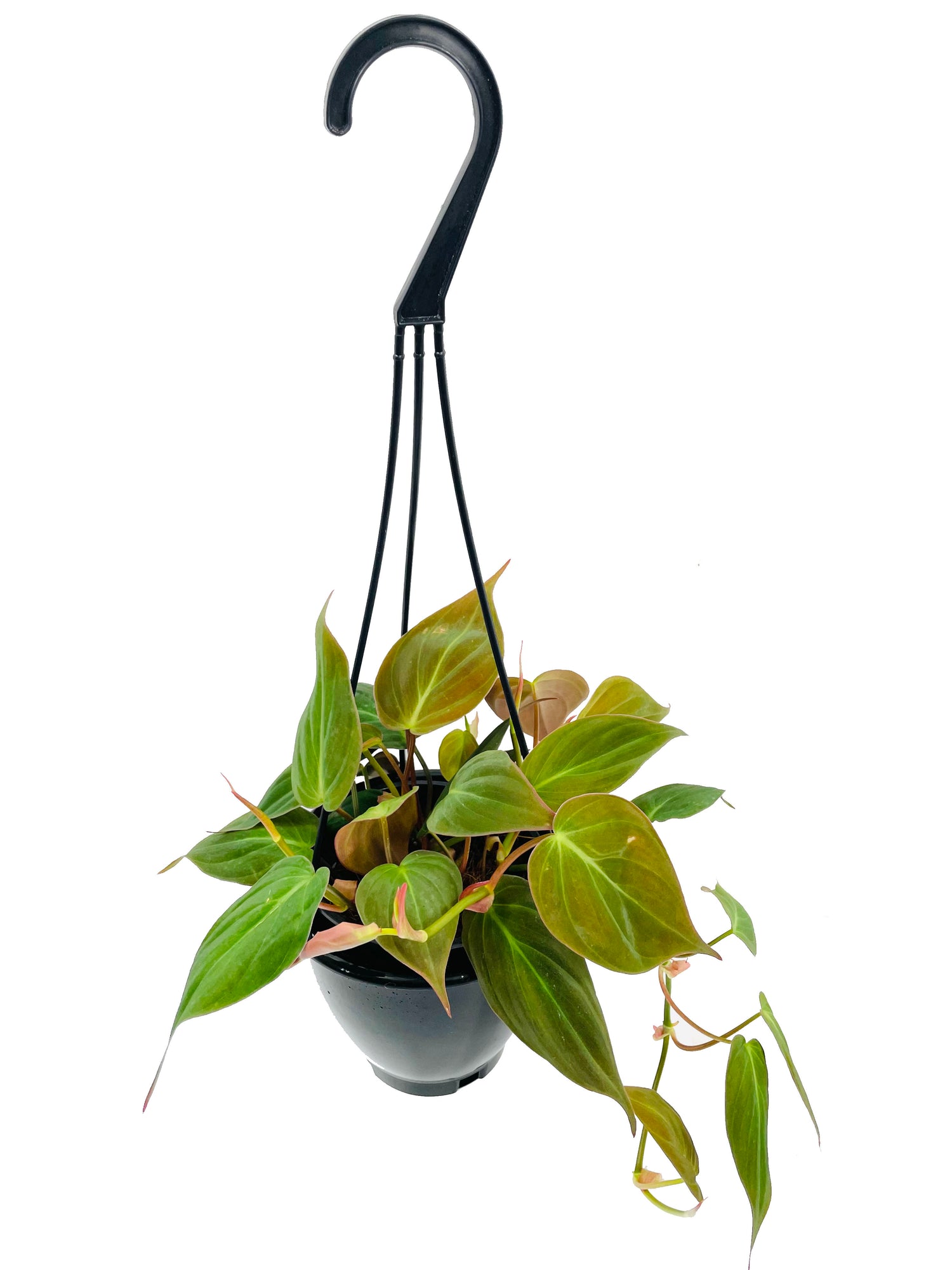 philodendron micans hanging basket Philodendron Micans Hanging Basket