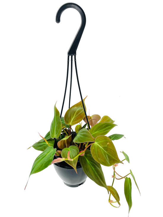 Philodendron Micans Hanging Basket - Live Plant in a 4 Inch Hanging Pot - Philodendron &