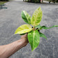 Philodendron Moonlight - Live Plant in a 4 Inch Growers Pot - Philodendron &