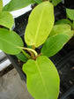 Philodendron Moonlight - Live Plant in a 4 Inch Growers Pot - Philodendron &