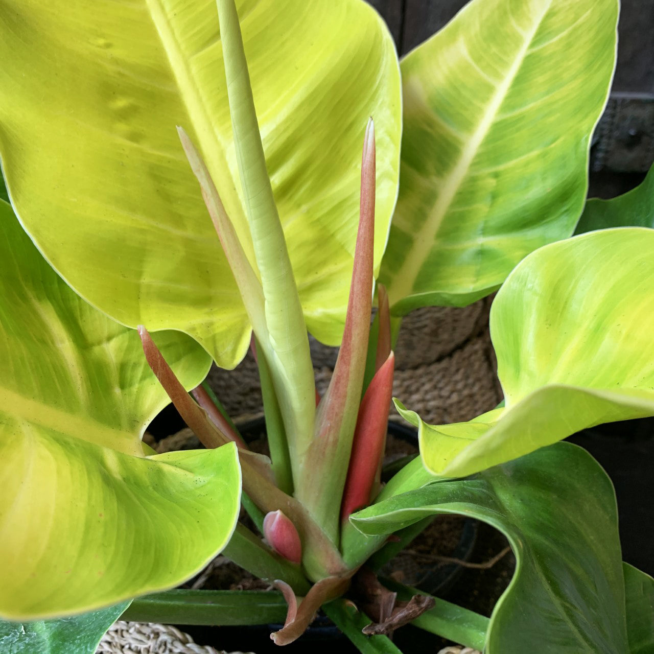 philodendron moon Philodendron Moonlight - Live Plant in a 4 Inch Growers Pot - Philodendron 'Moonlight'