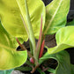 Philodendron Moonlight - Live Plant in a 4 Inch Growers Pot - Philodendron &