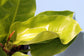 Philodendron Moonlight - Live Plant in a 4 Inch Growers Pot - Philodendron &