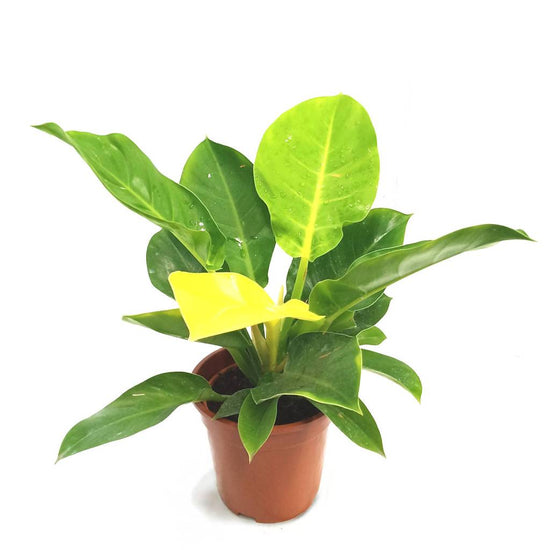 Philodendron Moonlight - Live Plant in a 4 Inch Growers Pot - Philodendron &