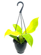 Philodendron Moonlight Hanging Basket - Live Plant in a 4 Inch Hanging Pot - Philodendron &