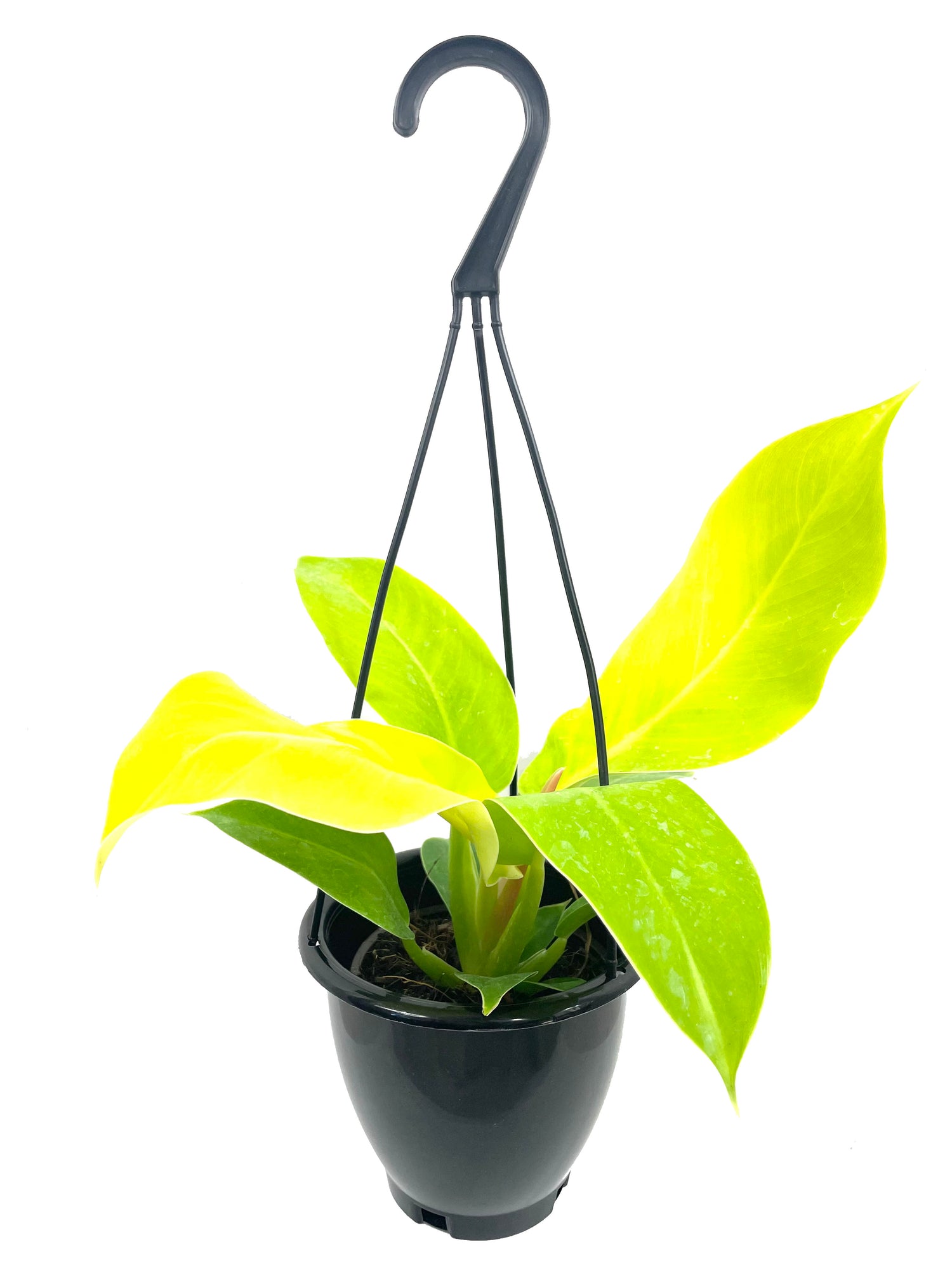 philodendron hanging pot Philodendron Moonlight Hanging Basket