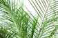 Phoenix Roebellini Pygmy Date Palm - Live Plant in a 6 Inch Growers Pot - Phoenix Roebelenii - Beautiful Clean Air Indoor Outdoor Houseplant