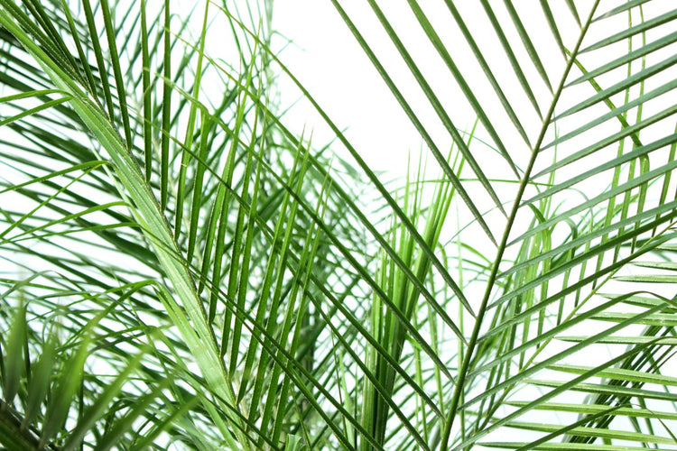 areca o roebellini palm Phoenix Roebellini Pygmy Date Palm