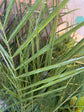 Phoenix Roebellini Pygmy Date Palm - Live Plant in a 6 Inch Growers Pot - Phoenix Roebelenii - Beautiful Clean Air Indoor Outdoor Houseplant