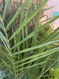 Phoenix Roebellini Pygmy Date Palm - Live Plant in a 3 Gallon Growers Pot - Phoenix Roebelenii - Beautiful Clean Air Indoor Outdoor Houseplant