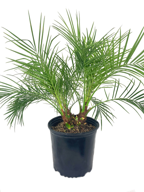 Phoenix Roebellini Pygmy Date Palm - Live Plant in a 3 Gallon Growers Pot - Phoenix Roebelenii - Beautiful Clean Air Indoor Outdoor Houseplant