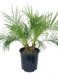 Phoenix Roebellini Pygmy Date Palm - Live Plant in a 6 Inch Growers Pot - Phoenix Roebelenii - Beautiful Clean Air Indoor Outdoor Houseplant
