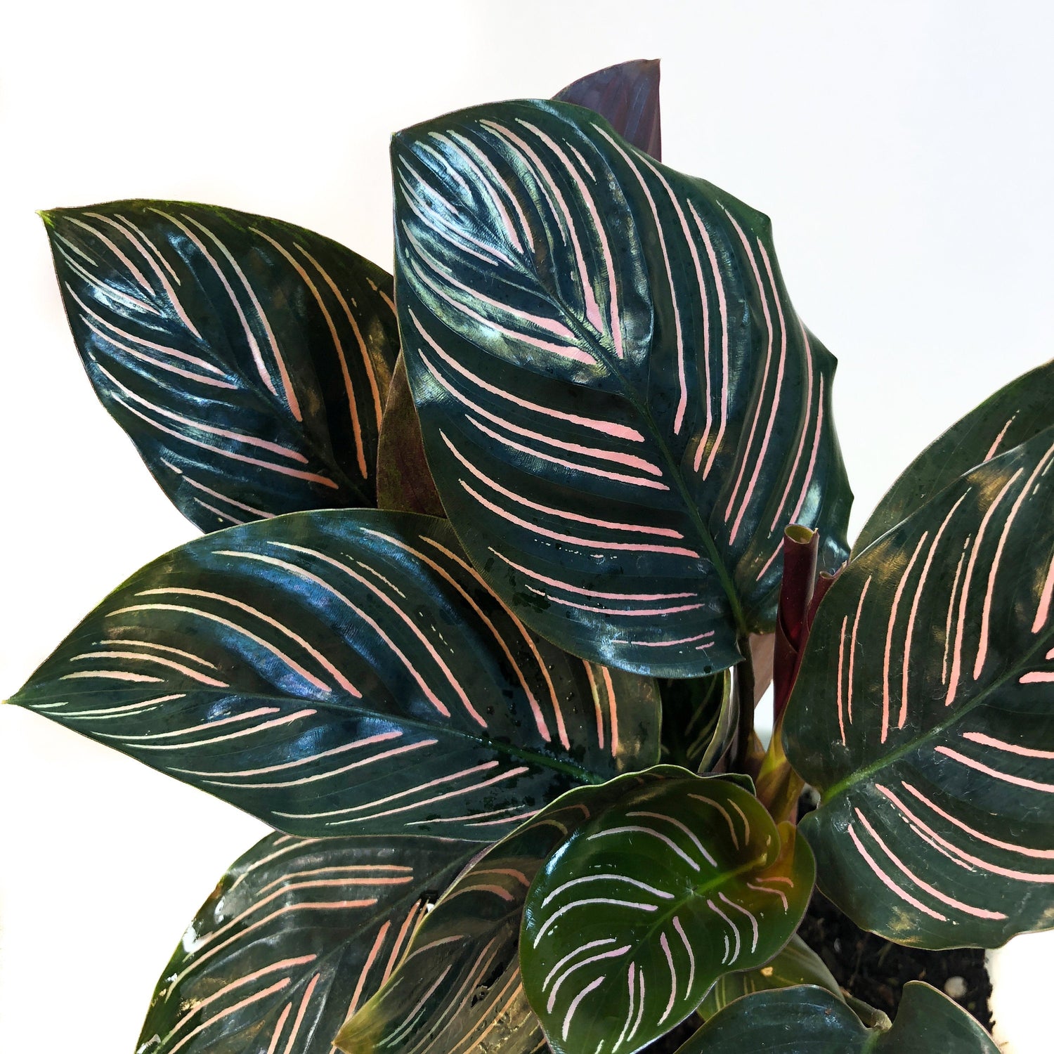 Pin Stripe Calathea - Live Plant in a 4 Inch Pot - Calathea Ornata - B –  Wekiva Foliage