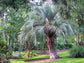 Pindo Palm - Live Plant in a 3 Gallon Growers Pot - Butia Capitata - Rare Palms from Florida - Beautiful Palms Delivered to Your Door