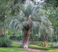 Pindo Palm - Live Plant in a 3 Gallon Growers Pot - Butia Capitata - Rare Palms from Florida - Beautiful Palms Delivered to Your Door