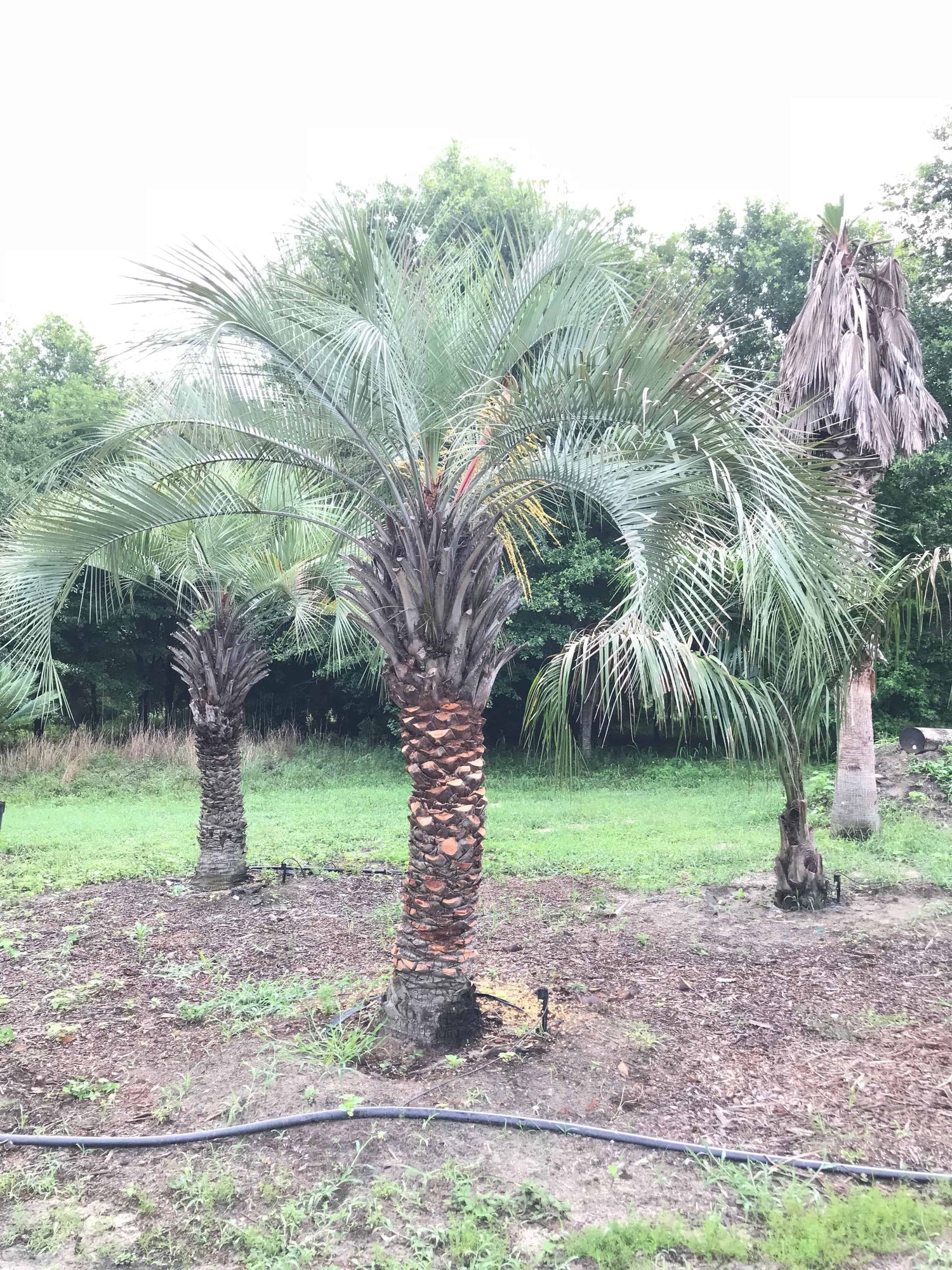 planting pindo palm Pindo Palm - Live Plant in a 3 Gallon Growers Pot - Butia Capitata