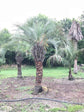 Pindo Palm - Live Plant in a 3 Gallon Growers Pot - Butia Capitata - Rare Palms from Florida - Beautiful Palms Delivered to Your Door