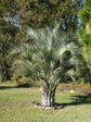 Pindo Palm - Live Plant in a 3 Gallon Growers Pot - Butia Capitata - Rare Palms from Florida - Beautiful Palms Delivered to Your Door