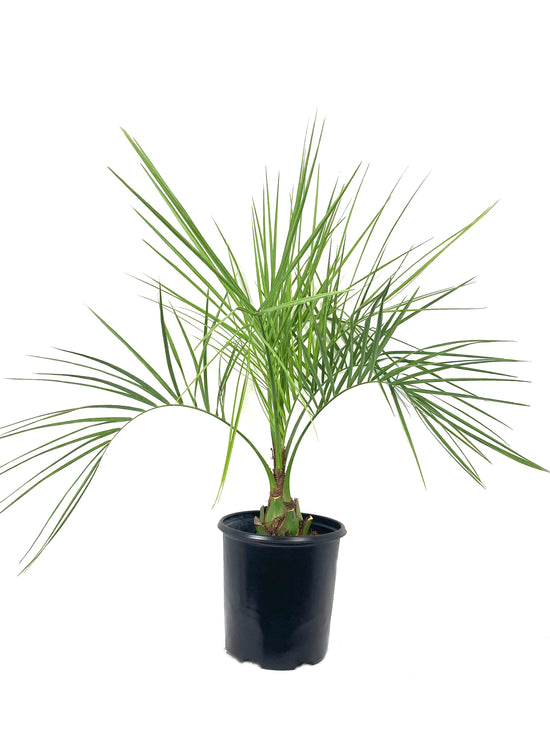 Pindo Palm - Live Plant in a 3 Gallon Growers Pot - Butia Capitata - Rare Palms from Florida - Beautiful Palms Delivered to Your Door