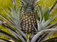 Pineapple Plant - Live Plant in a 4 Inch Grower&