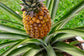 Pineapple Plant - Live Plant in a 4 Inch Grower&