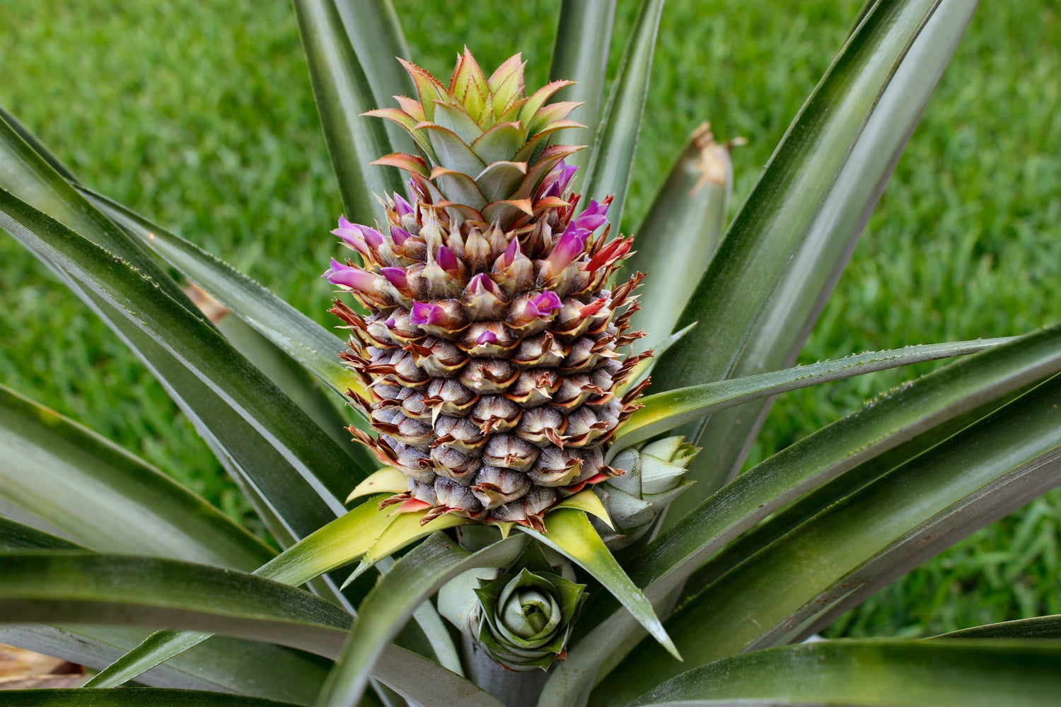 where to buy pineapple plants near me Pineapple Plant - Live Plant in a 4 Inch Grower's Pot - Ananas Comosus