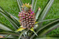 Pineapple Plant - Live Plant in a 4 Inch Grower&
