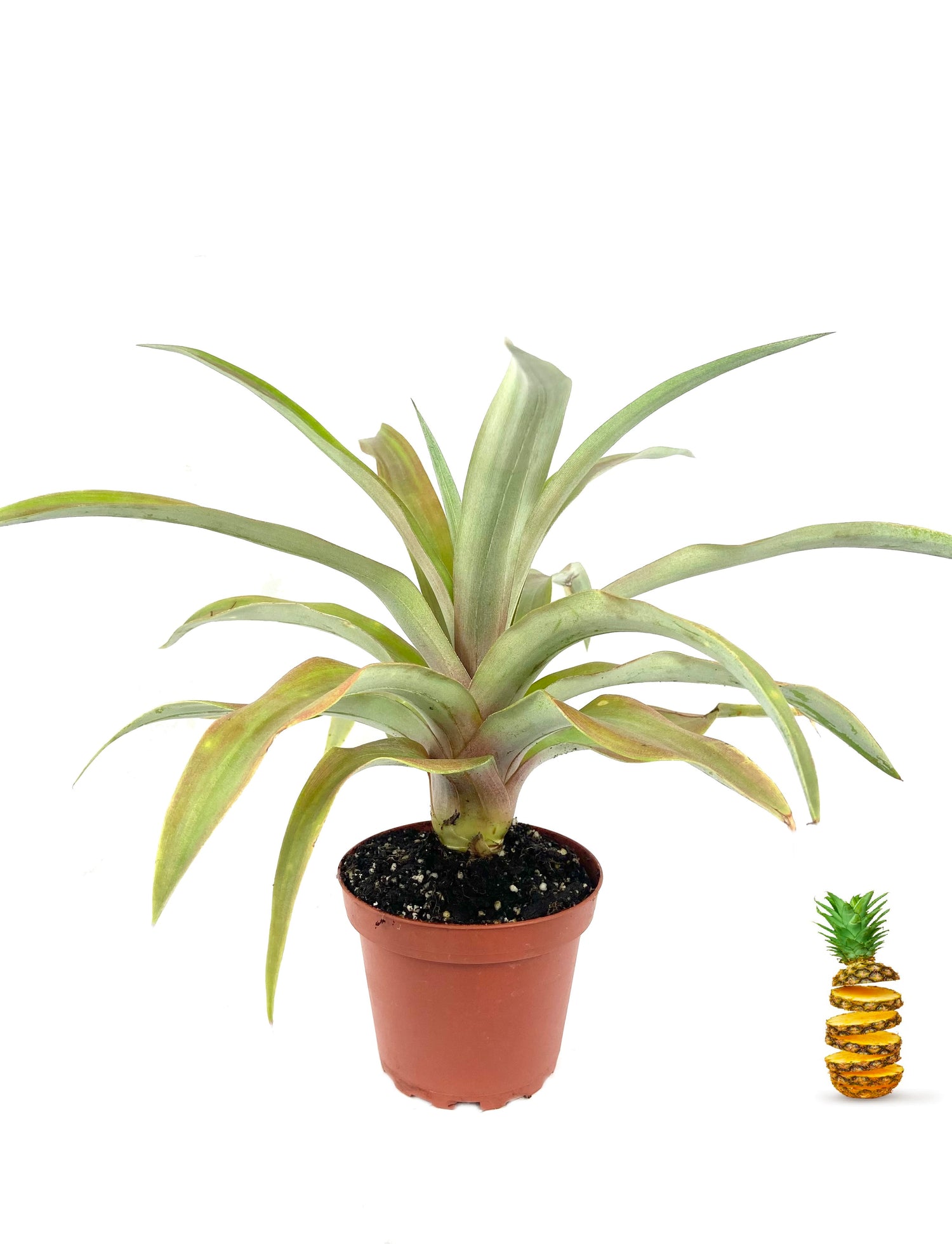 buy white pineapple plant Pineapple Plant - Live Plant in a 4 Inch Grower's Pot - Ananas Comosus
