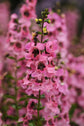 Pink Angelonia - Live Plant in a 4 inch Pot - Beautiful Flowering Annuals for Gardens and Patios - Butterfly and Hummingbird Attractor