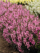 Pink Angelonia - Live Plant in a 4 inch Pot - Beautiful Flowering Annuals for Gardens and Patios - Butterfly and Hummingbird Attractor