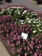 Pink Angelonia - Live Plant in a 4 inch Pot - Beautiful Flowering Annuals for Gardens and Patios - Butterfly and Hummingbird Attractor