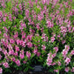 Pink Angelonia - Live Plant in a 4 inch Pot - Beautiful Flowering Annuals for Gardens and Patios - Butterfly and Hummingbird Attractor