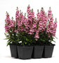 Pink Angelonia - Live Plant in a 4 inch Pot - Beautiful Flowering Annuals for Gardens and Patios - Butterfly and Hummingbird Attractor