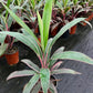 Pink Diamond Cordyline Plant - Ti Plant - Live Plant in a 10 Inch Growers Pot - Cordyline Fruticosa &