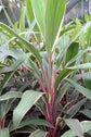 Pink Diamond Cordyline Plant - Ti Plant - Live Plant in a 10 Inch Growers Pot - Cordyline Fruticosa &