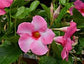 Pink Dipladenia Hanging Basket - Live Plant in a 10 Inch Hanging Pot - Mandevilla spp. - Florist Quality Flowering Vine for The Patio and Garden