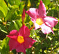 Pink Dipladenia Hanging Basket - Live Plant in a 10 Inch Hanging Pot - Mandevilla spp. - Florist Quality Flowering Vine for The Patio and Garden