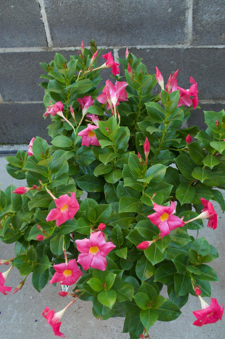 mandevilla plant hanging basket Pink Dipladenia Hanging Basket - Live Plant in a 10 Inch Hanging Pot