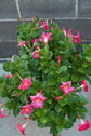 Pink Dipladenia Hanging Basket - Live Plant in a 10 Inch Hanging Pot - Mandevilla spp. - Florist Quality Flowering Vine for The Patio and Garden