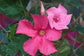 Pink Dipladenia Hanging Basket - Live Plant in a 10 Inch Hanging Pot - Mandevilla spp. - Florist Quality Flowering Vine for The Patio and Garden