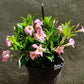 Pink Dipladenia Hanging Basket - Live Plant in a 10 Inch Hanging Pot - Mandevilla spp. - Florist Quality Flowering Vine for The Patio and Garden