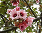 Pink Flame Tree - Live Plant in a 4 Inch Pot - Brachychiton Discolor - Striking Deciduous Flowering Tree