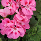 Pink Geranium Flowers - Live Plant in a 4 Inch Growers Pot - Finished Plants Ready for The Patio and Garden