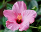 Pink Hibiscus Tree - Live Plant in a 3 Gallon Pot - Standard - Hibiscus Rosa Sinensis - Beautiful and Stunning Flowering Tree from Florida - Great for The Patio and Garden